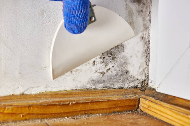 Best Mold Prevention Services  in Clifton, TX